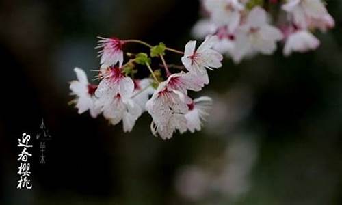 野芳发而幽香的芳_野芳发而幽香的芳是什么意思