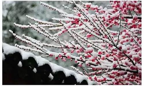 梅须逊雪三分白_梅须逊雪三分白,雪却输梅一段香的意思