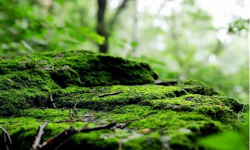 苔痕的意思和造句_苔痕的意思